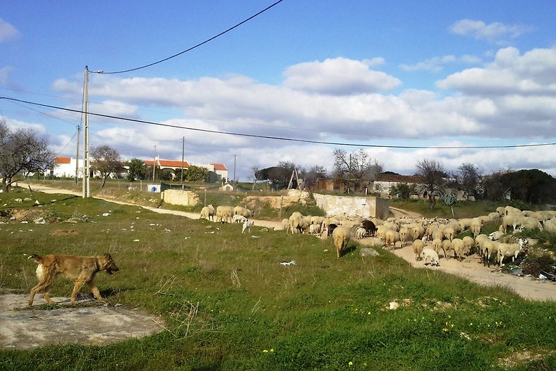 Eine Schafherde zieht am Haus vorbei