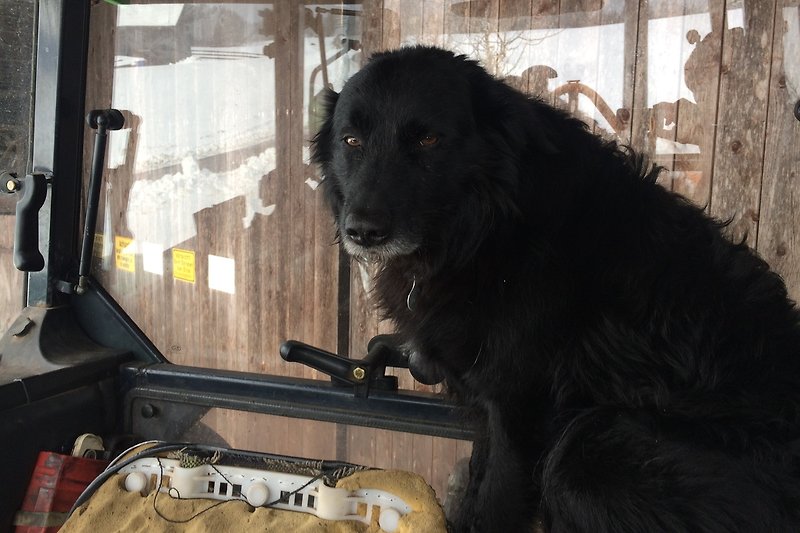 Hund Sam im Traktor