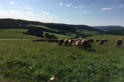 Schwarzwaldhütte Hisli