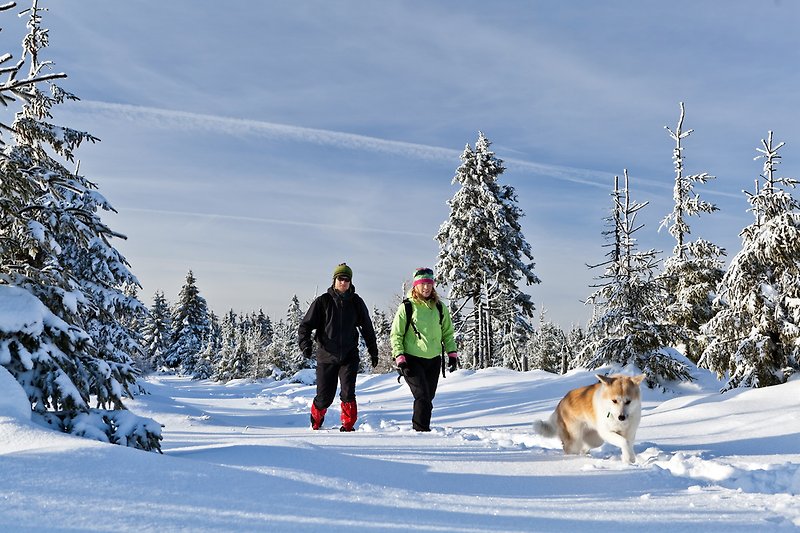 Wandeling in de winter in het Beierse Woud