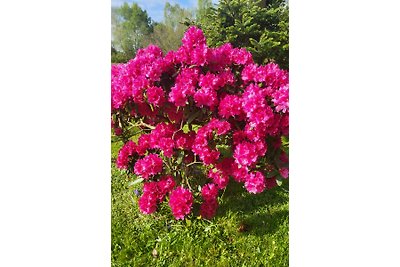 "RhododendronVilla"