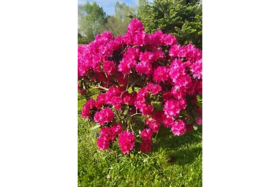 "RhododendronVilla"