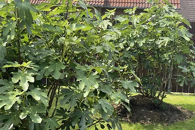 Casa di vacanza Ankerweg TIPO E
