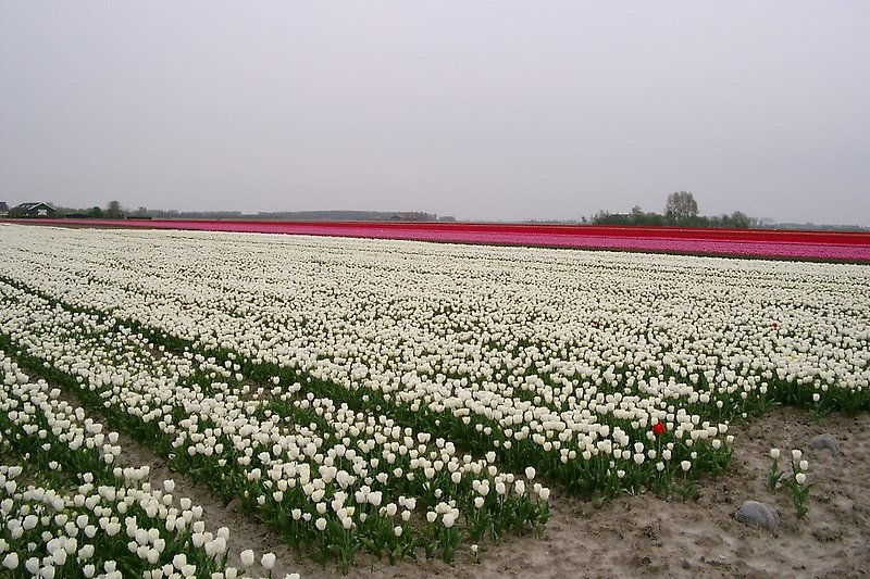 Printemps avec des champs de tulipes