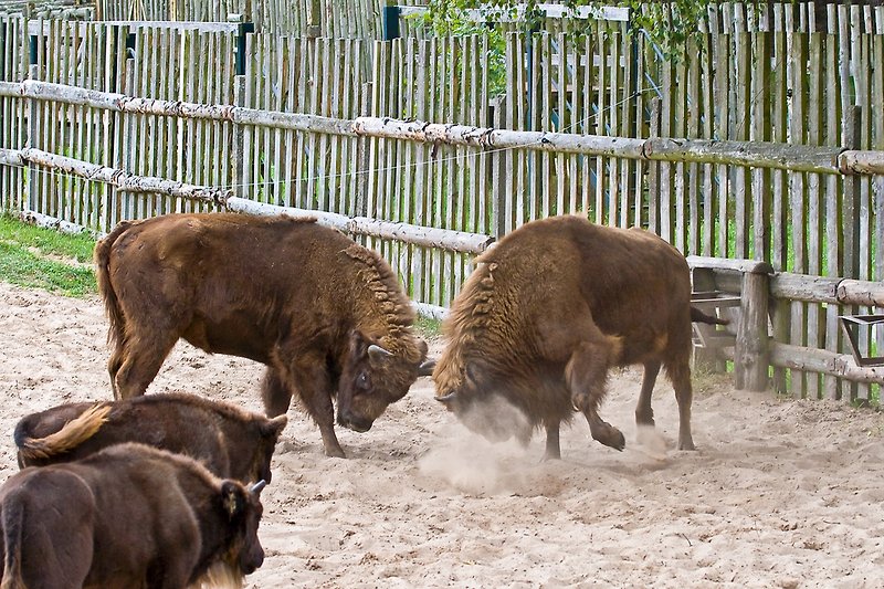 Visita al recinto del bisonte
