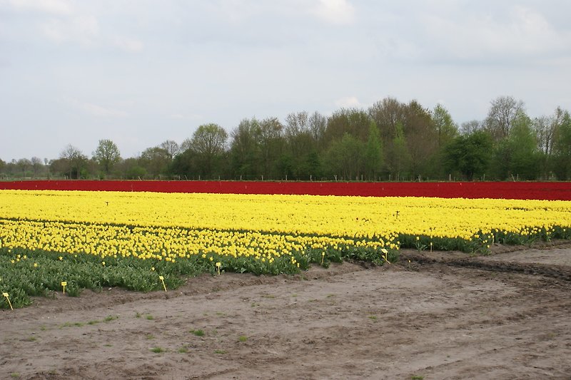 Nearby tulip fields