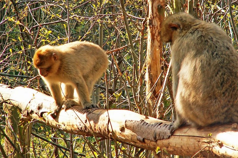  Viel Vergnügen im Affenwald und auf der Sommerrodelbahn von Malchow