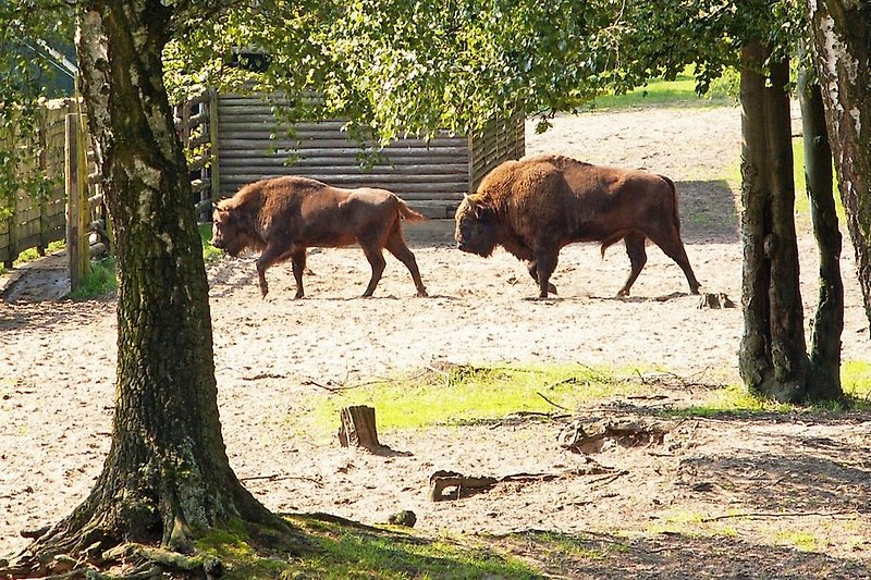 Cycling to the Bison enclosure in Damerow ...
