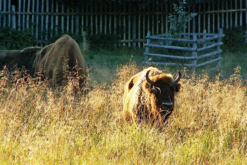 A trip to the European bison in Damerow ...