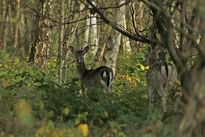 Parzelle 210 - Eureka Park Renesse_