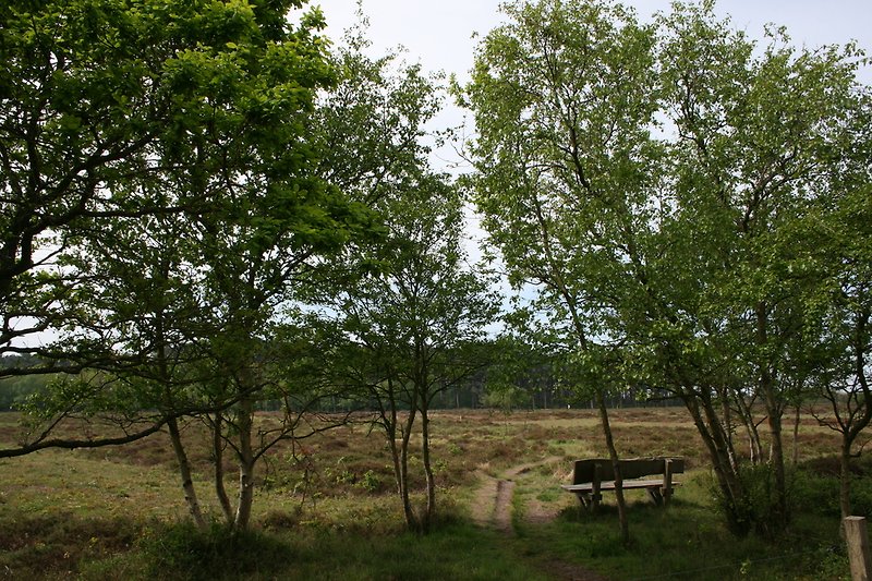 Naturschutzgebiet hinter Bungalow Brem
