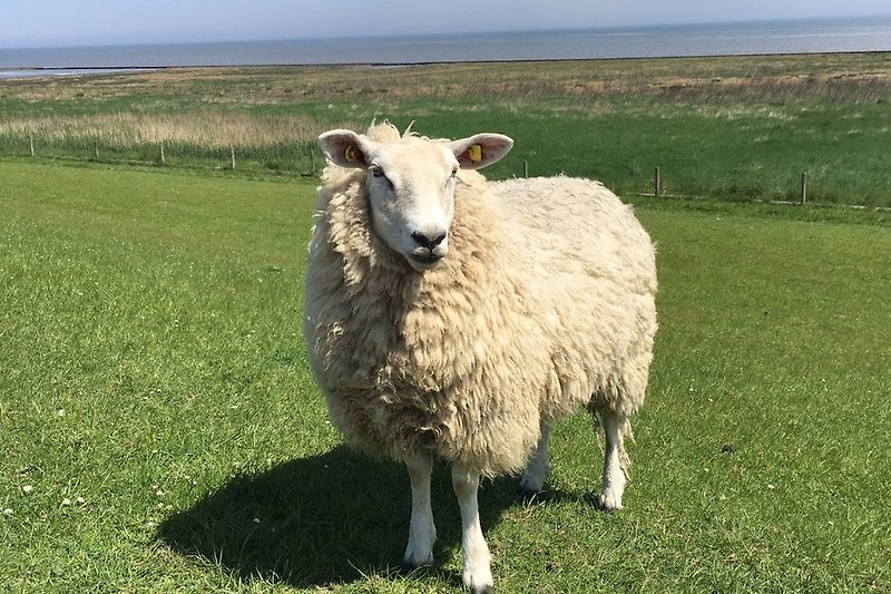 Dyke sheep