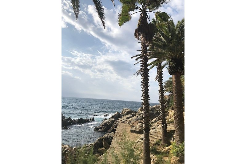 Schöne Küstenlandschaft mit Palmen