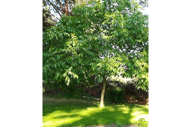 Nussbaum im Garten