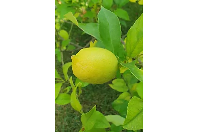 CASA LIMONI