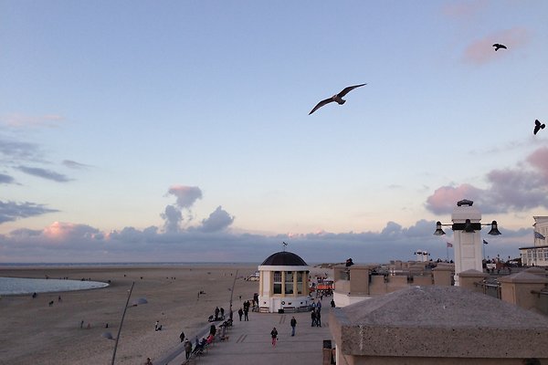 Borkum fur singles