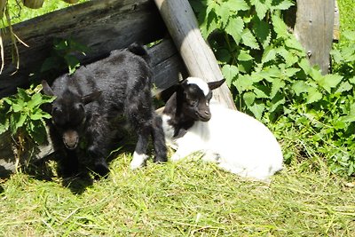 Ferienparadies Wiesenbauer