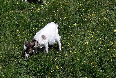 Ferienparadies Wiesenbauer