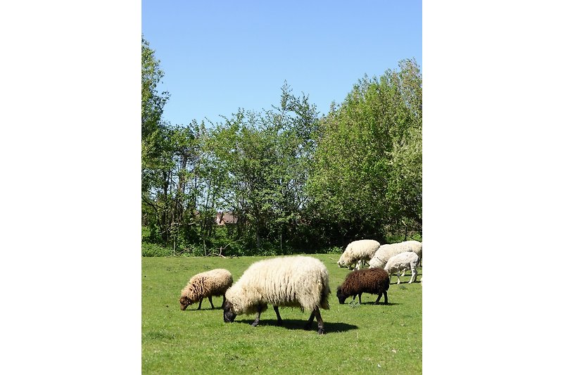 Schafe in der Weide