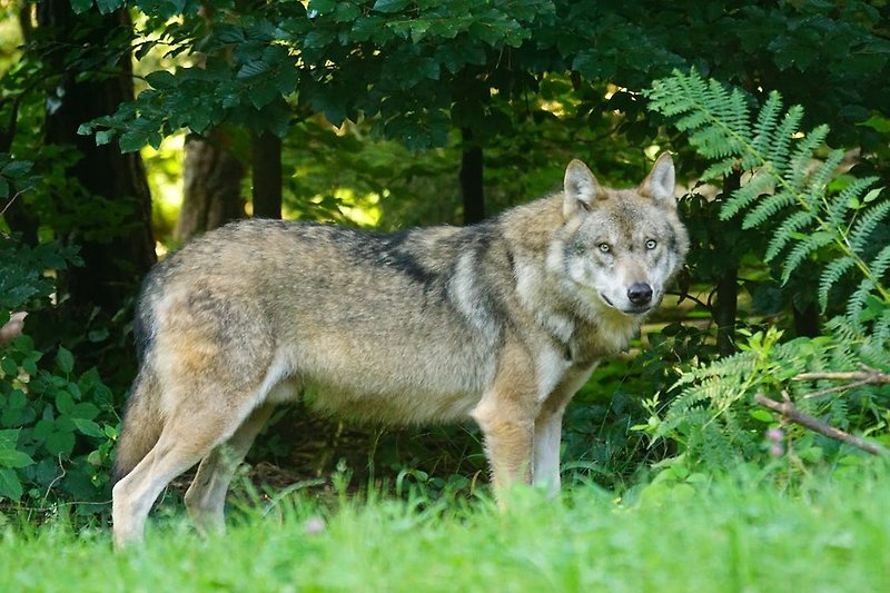 1,5 stündige Wolfstour im Naturreservat Warnow-Urstromtal 19406 Sternberger Burg