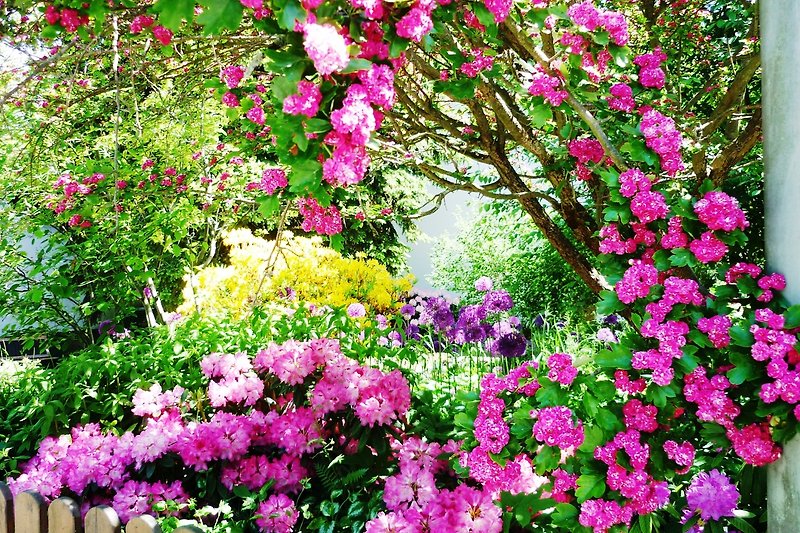 Gartenblüte im Frühling