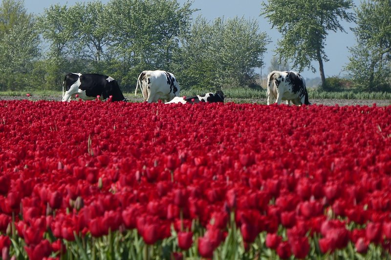 Dans le pays des champs de tulipes...