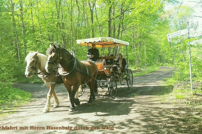 Ein idyllisches Bild mit Pferd, Kutsche und ländlicher Landschaft im Eckertal bei Herrn Hasenbalg