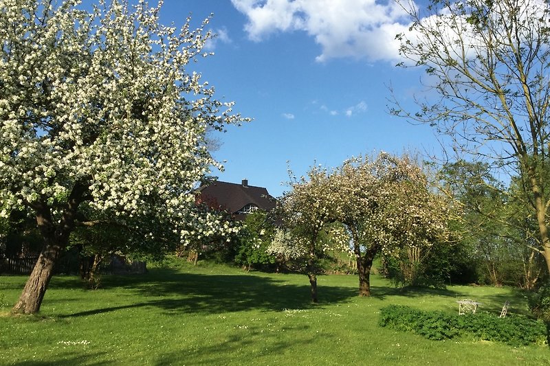 Large garden with old apple trees