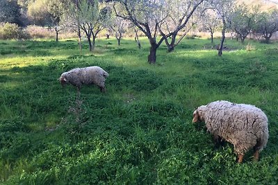 Finca Villa Lluc, Pollenca,Mallorca