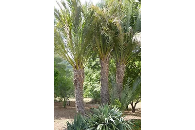 Finca Villa Lluc