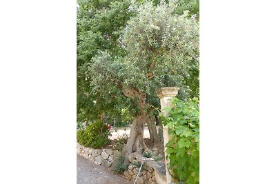 Finca Villa Lluc, Pollenca,Mallorca