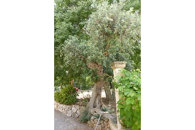 Finca Villa Lluc