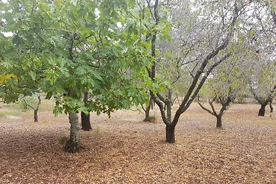 Finca Villa Lluc