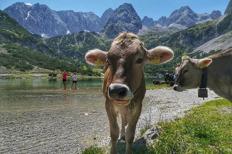 Kühe im Bergsee