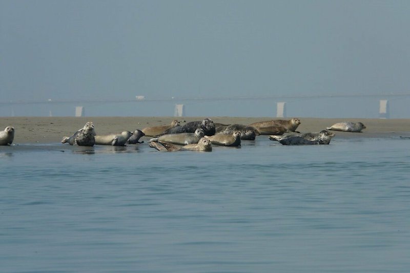 Um die Robben in der Oosterschelde zu entdecken, können Sie dort einen Ausflug unternehmen