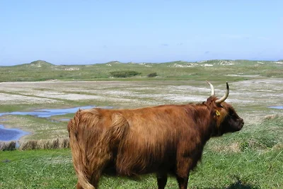 Het Zwanennest