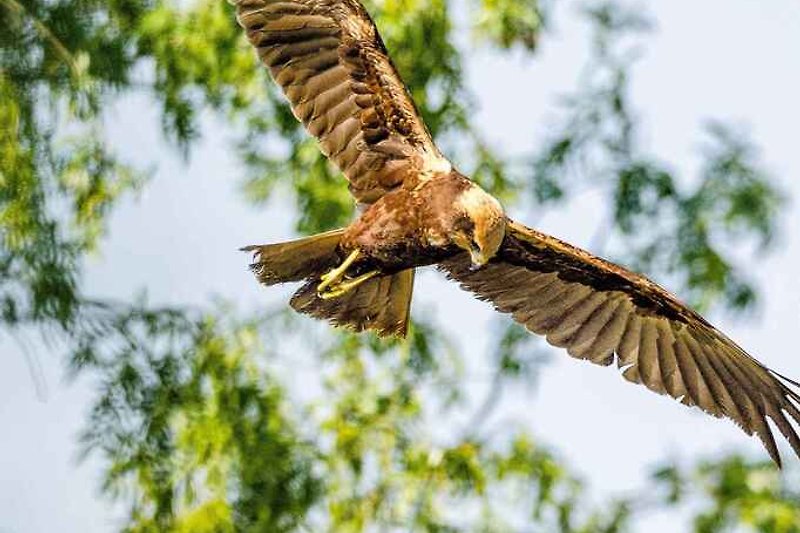 Vogelwelt in Delta Po Park