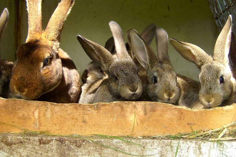 Kaninchen zum Streicheln