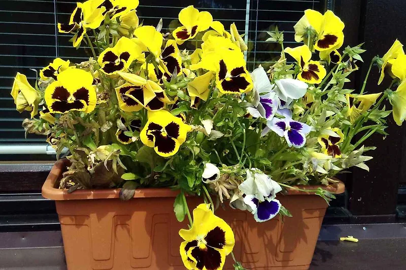 Bloemen bij het huis