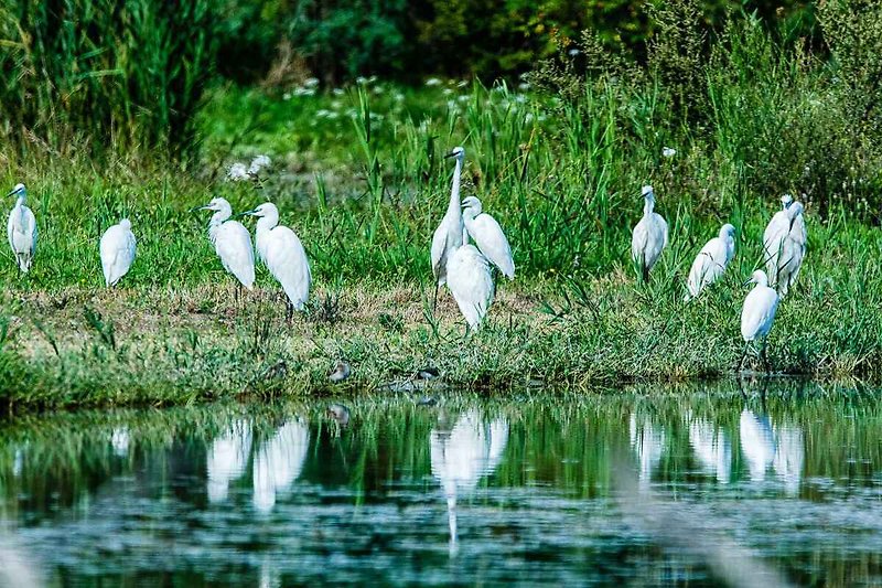Vogelwelt in Delta Po Park