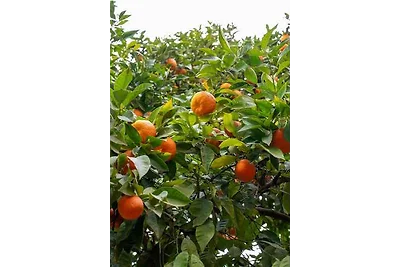 Ferienwohnung Apartment Mandarin