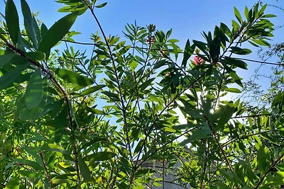 Gemütliche Ferienwohnung Gordana in Šilo auf 