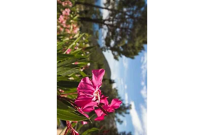 apartman za odmor Obiteljski odmor Mali Lošinj