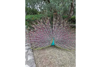 Vakantieappartement Gezinsvakantie Mali Lošinj