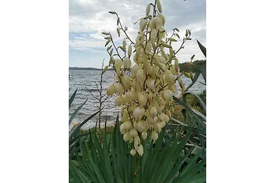 Vakantieappartement Gezinsvakantie Mali Lošinj