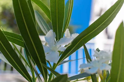 Ferienwohnung mit Klimaanlage und Meerblick