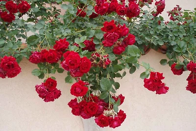 Ferienwohnung mit Blick auf den Nationalpark