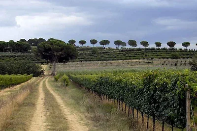 Appartamento Vacanza con famiglia Torgiano (Perugia)