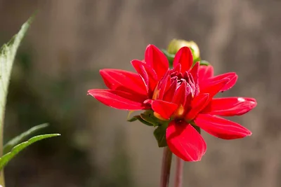 Apartament Dla rodzin Veli Losinj