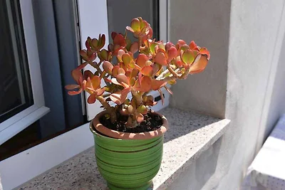 Apartamento Vacaciones familiares Veli Losinj